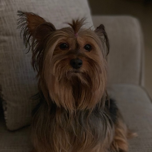 Meet your Poshers, Daniel N Tiff - Picture 3 of 5